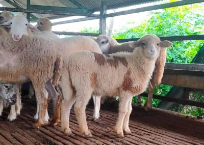 Domba Dorper Jantan