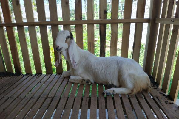 Kambing Etawa Jantan