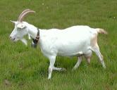 Kambing Saaren Jantan