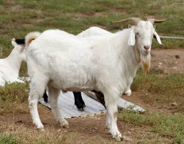 Kambing Etawa Jantan